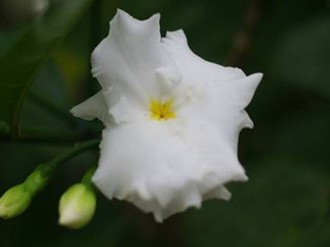 《汤妇蒂芙尼》在线观看