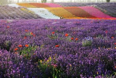 《汤妇蒂芙尼》电影