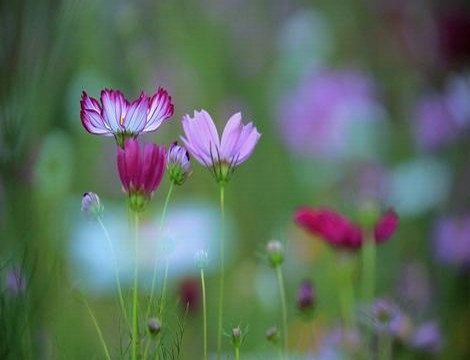 亭亭玉立芳草萋萋