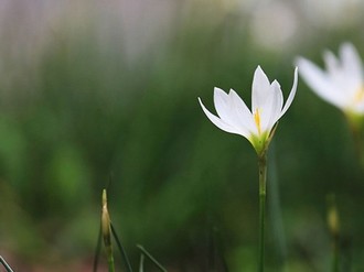 国产射频低噪声放大器芯片m