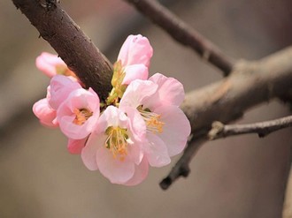 家庭教师推理片