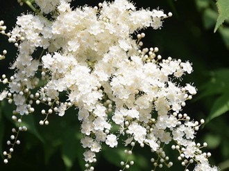 电视剧雪花那个飘全集免费观看