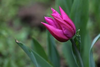 芒果免费视频一二