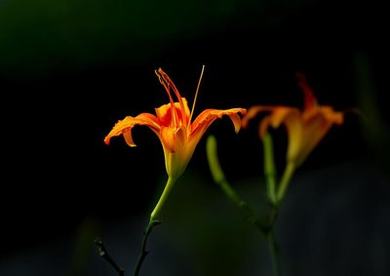 芒果水蜜桃