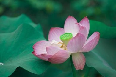 荔枝草莓芒果榴莲菠萝蜜