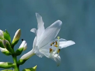 雪花那个飘电视连续免费剧